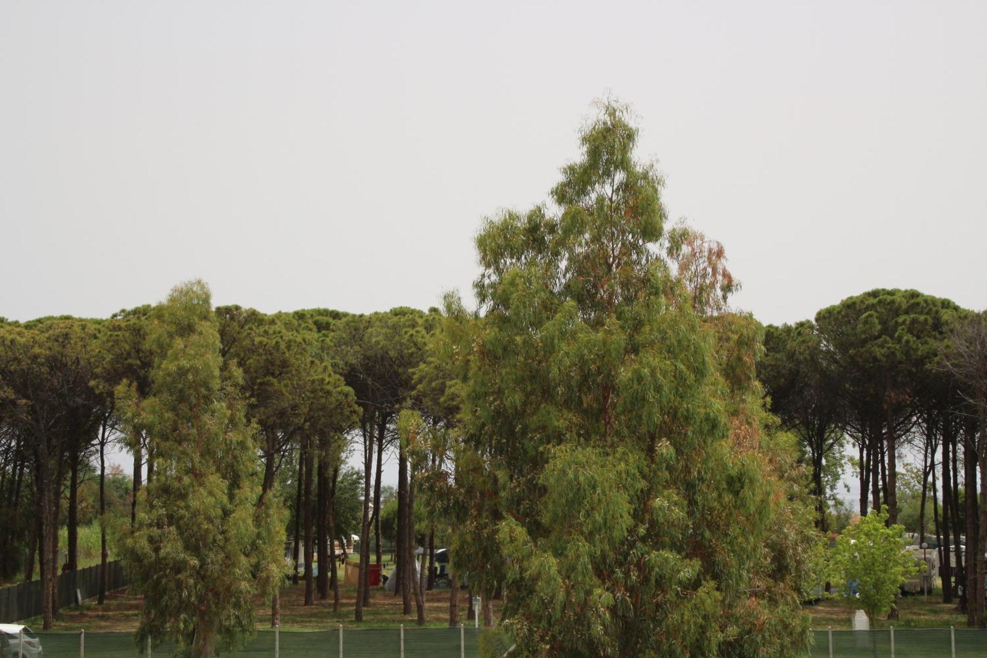 Levante Marina di Schiavonea Exterior photo